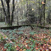 Relikte am Westwall Weg