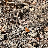 Erste Schmetterling