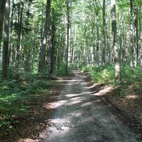 durch einen wunderschönen Buchenwald