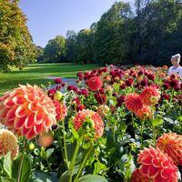 Dahlien in Bad Köstritz