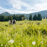Kühe auf der Alpweide in Tremalzo