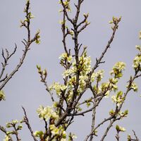 Baumblüte