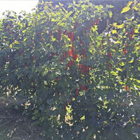 rote Johannisbeeren