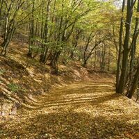 Waldpassage zwischen Ediger und Nehren