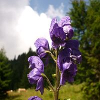 Hinternaßwald, Sonnleitstein