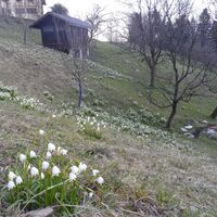 Frühling in Hallein