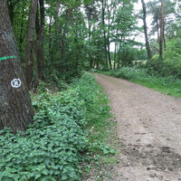 Der K-Weg führt auch durch den Niederkamper Wald