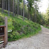 Station - Wood Wide Web