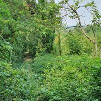 11.8 km verwachsener Single