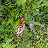 Flora und Fauna