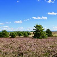Blick über die Mehlinger Heide
