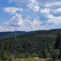 Blick auf den bewanderten Hochkamm