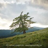 Wetterlärche am Weg zur Hochalm
