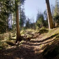 Trail vor Burst - Gantrisch Bike-Panoramaweg