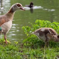 Ohrdruf Nilgänse am Rasenteich
