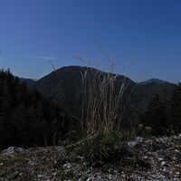 Schwabenbartl - Windgrube - Mittereralm - Fölzalm