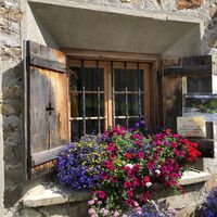 Blumen bei der Alp Sardona