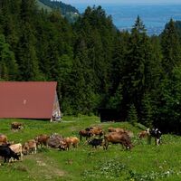 Unterfluhalpe mit Blick zum Bodensee