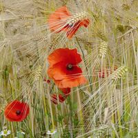 Mohn im Kornfeld