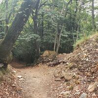 Trail zur Alpe Vicania