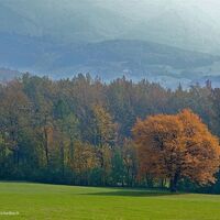 Elsbeere im Herbstkleid
