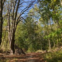 Waldweg auf den VitalWegen 7 und 22
