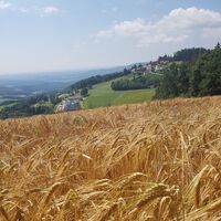 Feld und Blick auf Wallfahrtskirche Pöllauberg