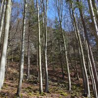 westlich unterhalb der Buschandlwand