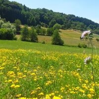 Blumenwiese Rimmlingen