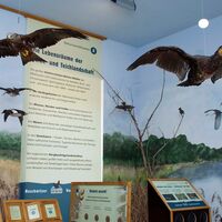 Dauerausstellung im Vogelschutzpavillon