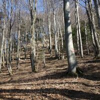 Aufstieg am Yetisteig zum Bichlberg