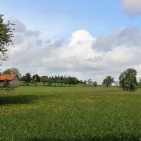 Blumenwiese