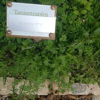 Tannenzapfen Symbol