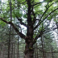 Wanderweg/-steig