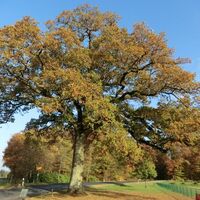 Große Eiche am Ortseingang Valwigerberg