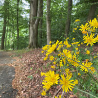 Waldweg im Rießel bei Bad Bevensen