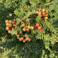 Weissdorn am Wein- und Wiesenweg Freckenfeld