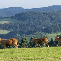 Kühe in der Qualitätsregion Sauerland