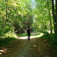 Weg durch den Wald - Meiningen