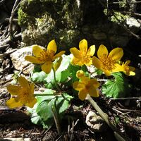 Rohrbachgraben -- Bodenwiese auf der Gahns