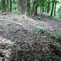 Richtung Waldgipfel Hohenau