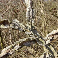 Flügelspindelstrauch