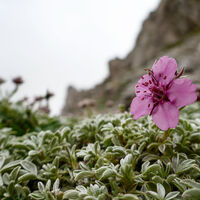 klein aber fein, das Dolomiten Fingerkraut