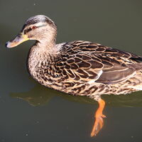 Ente