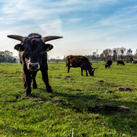 Heckrinder an der Stever