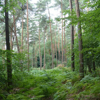 Blick in eine Lichtung