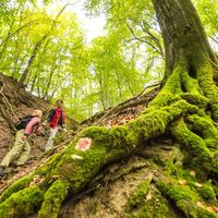 Schlucht im Dieterswald