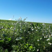 Höhenweg-Verlauf zwischen Meisenheim und Lauterecken