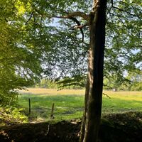 Wallhecke am Waldrand in Aurich