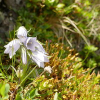 Bärtige Glockenblume